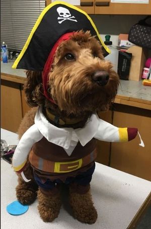 Mr Wilko the school therapy dog on World Book Day