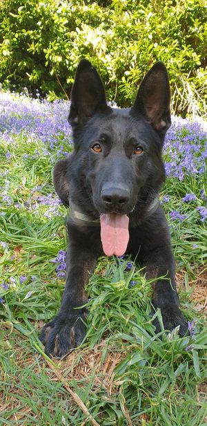 Star canine, PD Wez, helped to track down the discarded items