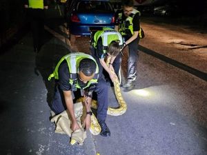 Supporting image for story: Police rescue 12-foot snake spotted by resident slithering along West Bromwich street 