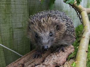 Supporting image for story: National conservation strategy launched to halt declining hedgehog numbers