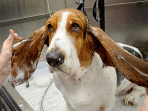 Supporting image for story: Dozens of dogs given a scrub-up in Cannock as part of world record attempt