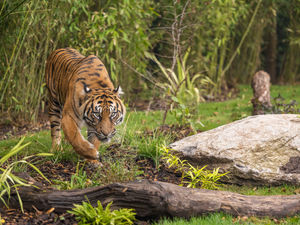 Supporting image for story: Tiger habitat to open up at West Midlands Safari Park