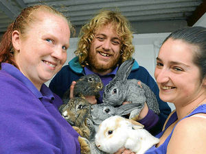 Supporting image for story: New homes hunt for abandoned rabbits