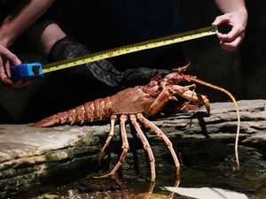 Supporting image for story: A microbiologist shared a strange fact about lobsters and people are freaked out
