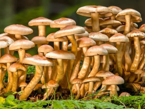 Supporting image for story: The next in a series of talks entitled ‘What on Earth’ will be taking place later in January.