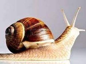 Supporting image for story: West Midlands Police denies new recruit was allowed to bring 'pet snail' into work to deal with stress