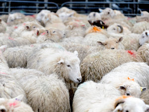 Supporting image for story: Bluetongue virus detected in Staffordshire - latest government update