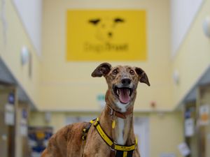 Supporting image for story: Wales takes the lead: Rehoming centre reforms and progress on greyhound ban welcomed by Dogs Trust