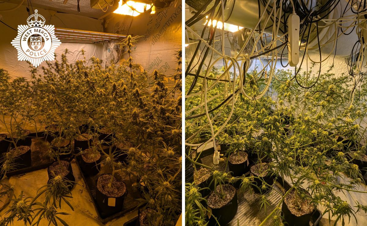 Rude awakening for cannabis 'gardener', 26, who was asleep in kitchen when police busted £100,000 Telford drugs farm