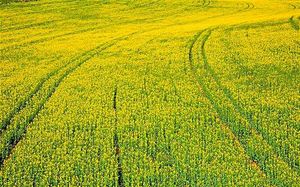 The prospect of GM fruit and vegetables on our supermarket shelves moved a step closer this week following a landmark ruling by the European Parliament