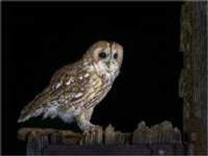 Ian Rowley – Tawny Owl 