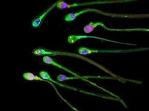 Supporting image for story: Assisted reproduction method infringes women’s human rights, say scientists