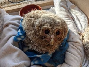 Supporting image for story: Tawny owls released into Shropshire woodland after being hand reared at Cuan Wildlife Centre