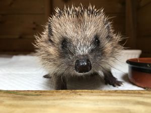 One of the Hedgehogs at Pricklebums.