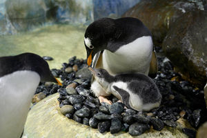 Flash the penguin chick a few days old at the National Sea Life Centre