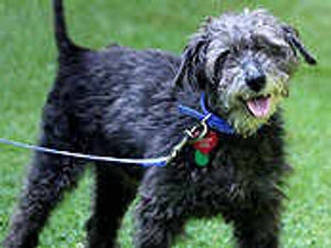 Supporting image for story: Fairytale ending as Precious finds home