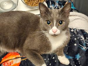 Supporting image for story: 'It's evil' - Cat facing amputation after being shot by pellet gun in Tipton