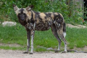 Alice the painted dog has been put to sleep after becoming unresponsive. Photo: Dudley Zoo