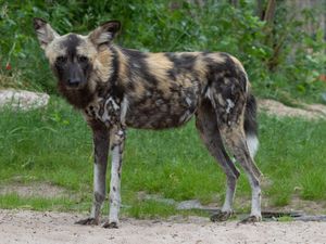 Supporting image for story: Sadness as one of Dudley Zoo's new painted dogs dies a month after arriving