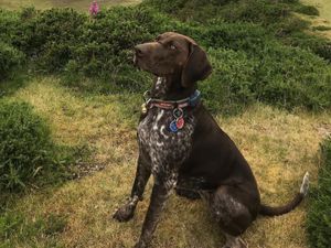 Supporting image for story: Dog missing from home in Telford