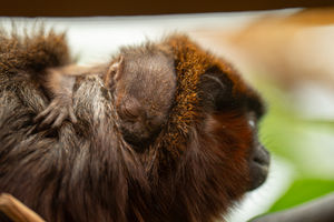 Chester Zoo is celebrating the birth of a rare coppery titi monkey - the first of its kind ever born at the zoo in its 94-year history. Pic: Chester Zoo