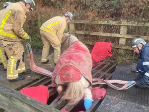 Supporting image for story: Horse stuck in cattle grid is cut free by fire crews