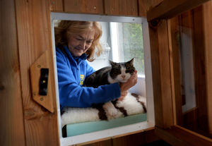 Shy cat Pebbles in the heated unit 