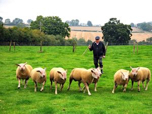 Supporting image for story: Top businessman prepares to drive sheep across the Thames