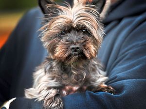 Supporting image for story: Perfect pup wins prize in cutest pet contest