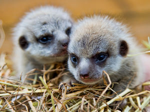 Supporting image for story: Baby meerkat magic at Telford Exotic Zoo