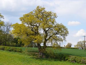 Supporting image for story: Under-threat Darwin Oak in Shrewsbury is up for UK tree of the Year – here's how you can make it a winner