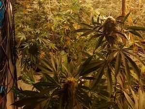 Supporting image for story: £1 million cannabis factory found at former nightclub
