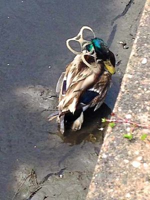 A duck was found tangled up in a beer can holder