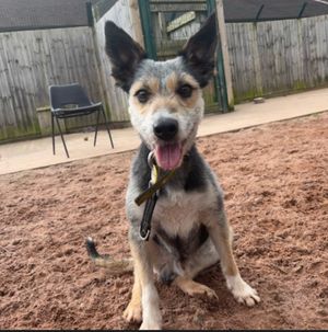 Found as a stray, Quentin hopes to find his forever home soon. Photo: Dogs Trust