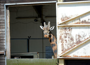 The coronavirus crisis could delay plans for a new giraffe enclosure