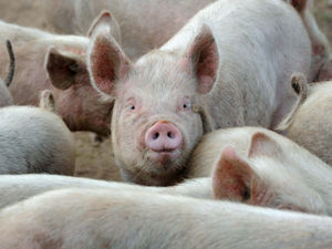 Supporting image for story: Pig farm relocation plan to spare residents from smell