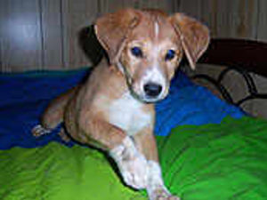 Supporting image for story: Home for Bandit after plea in E&S