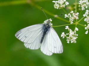 Supporting image for story: Nature experts warn of ‘butterfly emergency’ with record lows in annual count