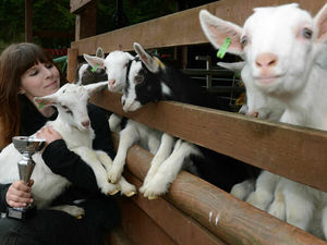 Supporting image for story: No kidding, it's feeding time at Hoo Farm