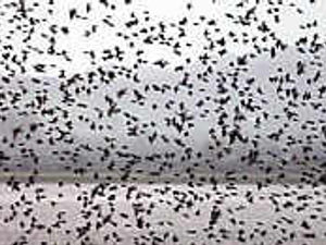 Supporting image for story: Birds have flown as sightings fall