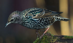 Photo taken by Andrew Fusek Peters, pro wildlife photographer