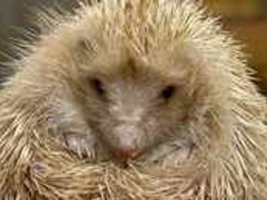 Supporting image for story: Look after furry friends before bonfires burn