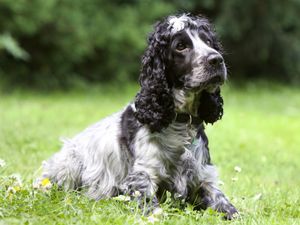 Supporting image for story: Owners warned to keep dogs cool during hot weather