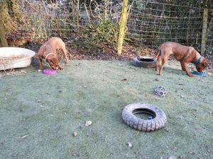 Supporting image for story: Pups with 'ruff' start given play space thanks to generous donation