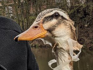 Supporting image for story: Litter warning renewed after duck left struggling to eat due to plastic bottle holder