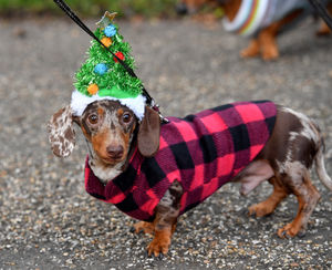 Sausage dog Christmas walk around the Quarry, Shrewsbury