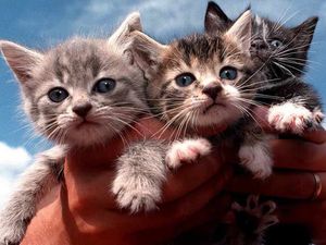 Supporting image for story: Pet owners in West Midlands worst for giving fatty treats