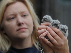 Supporting image for story: Pitter-patter of tiny talons at Kington farm