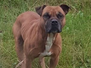 Supporting image for story: Shropshire police give more information on why escaped dog is 'dangerous' 