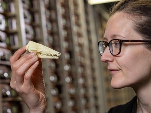 Supporting image for story: Skye fossils show Jurassic mammals lived longer and grew more slowly than today